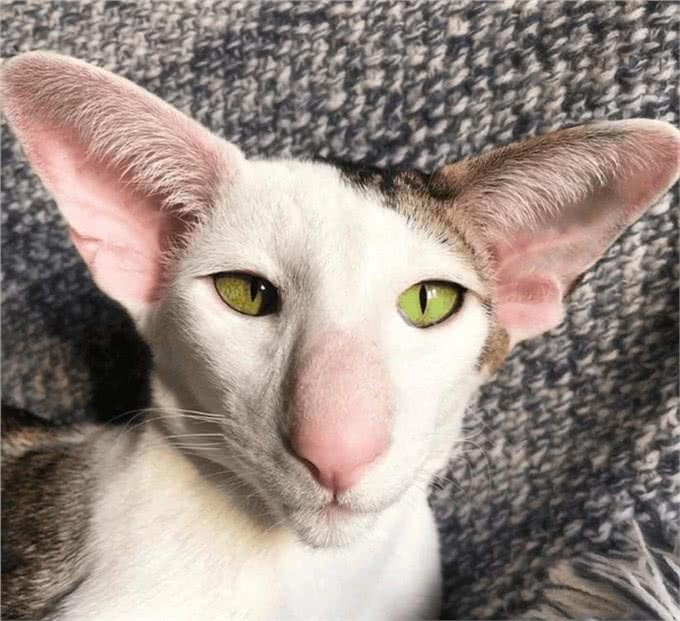 一些人眼中＂没有吸引力的猫＂排名?