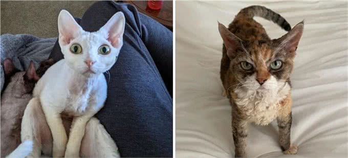 一些人眼中＂没有吸引力的猫＂排名?