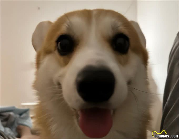 狗狗想告诉你的15个心里话，看完别哭