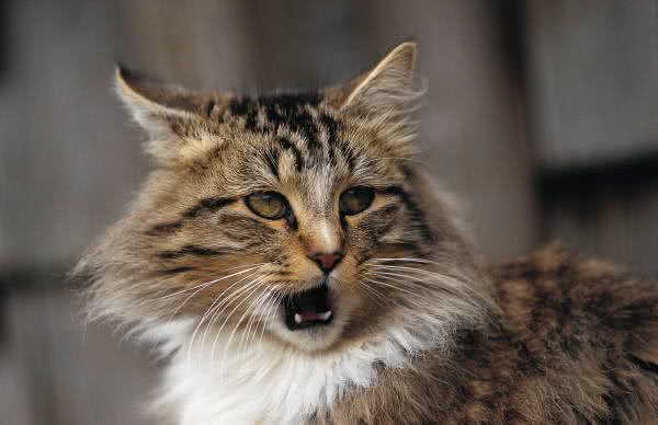 猫咪突然打嗝，看起来很滑稽，但你了解猫咪打嗝的那些事吗?