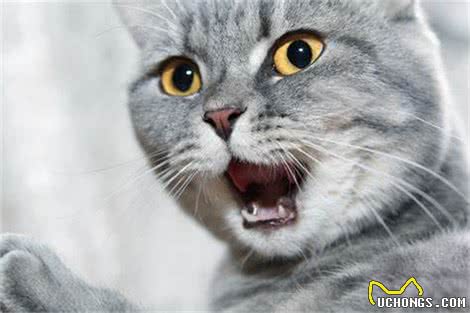 猫咪突然打嗝，看起来很滑稽，但你了解猫咪打嗝的那些事吗?