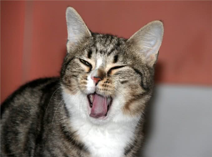 猫咪突然打嗝，看起来很滑稽，但你了解猫咪打嗝的那些事吗?