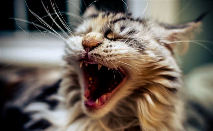 猫咪突然打嗝，看起来很滑稽，但你了解猫咪打嗝的那些事吗?