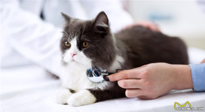 猫咪突然打嗝，看起来很滑稽，但你了解猫咪打嗝的那些事吗?