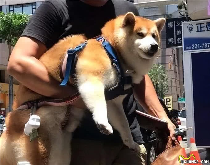 劝告:这些事情，对狗狗来说如同上刑，很多人却还在做!