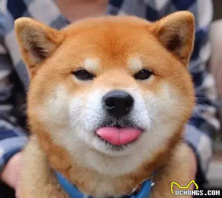 带秋田犬运动需要注意哪些事情