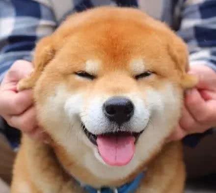 带秋田犬运动需要注意哪些事情