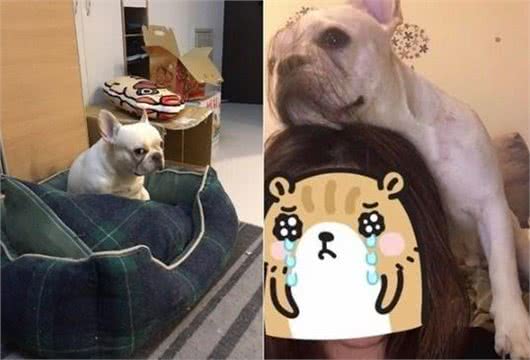 3岁法斗骤然离世!几天后其胞妹生下2汪，眼神太像离去的狗狗了