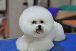 狗狗发情一般在几月份?