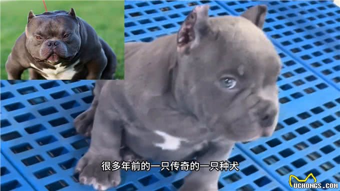 米亚基血系蓝色恶霸犬是不是总听说米亚基，米亚基