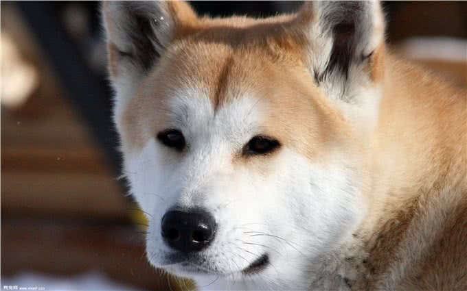 秋田犬的喂养及日常训练