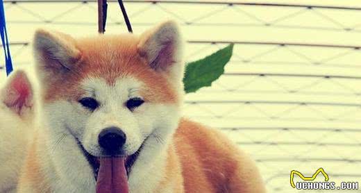 秋田犬的喂养及日常训练