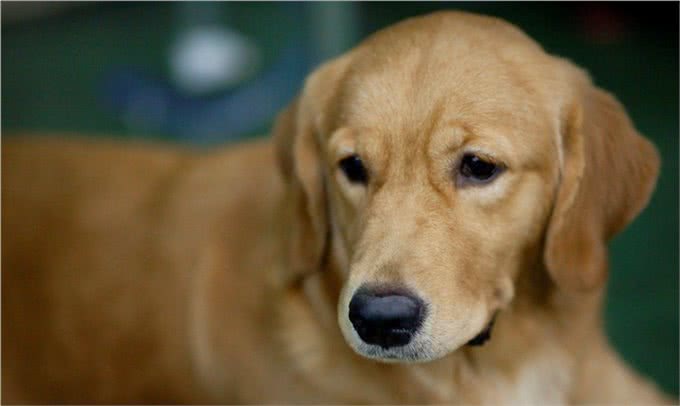拉布拉多犬性格优缺点