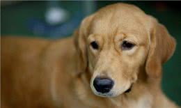 拉布拉多犬性格优缺点