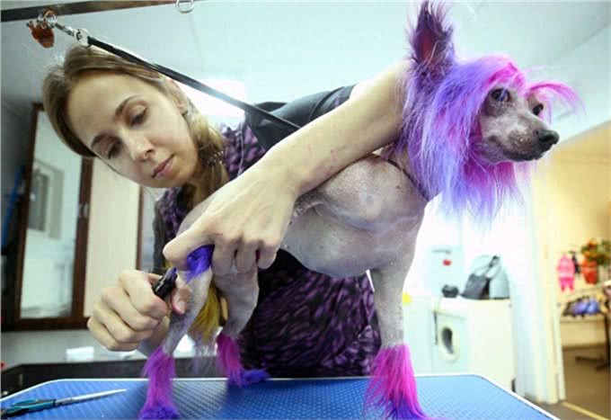 狗模人样惹人爱，狗狗美容全过程，狗狗美容产品谨慎选择