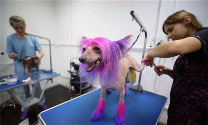 狗模人样惹人爱，狗狗美容全过程，狗狗美容产品谨慎选择