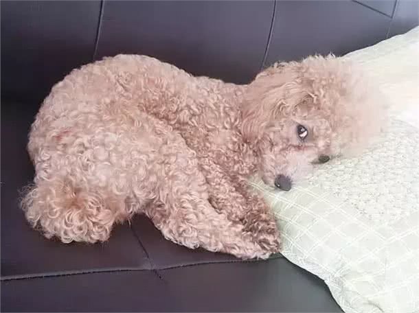 这种常见的宠物狗智商有多高?网友:几乎是无障碍交流