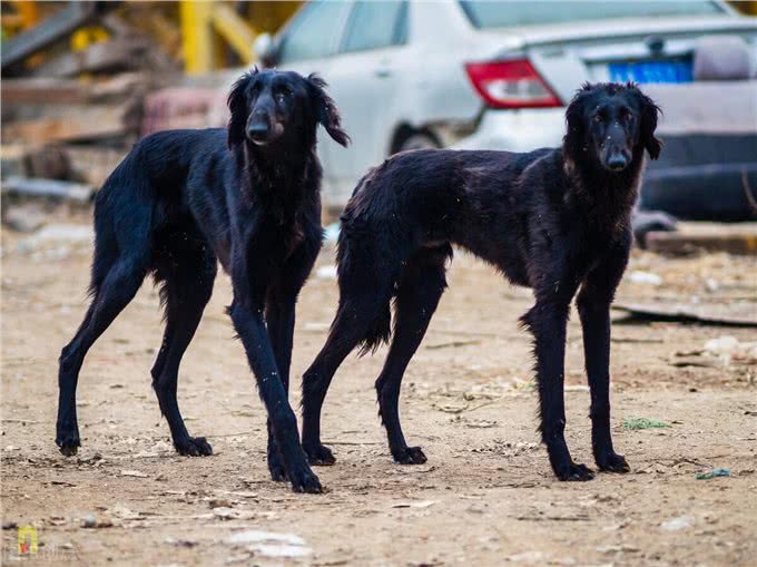 看看这些本土的品种犬，别再叫他们土狗了，它们也不差