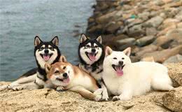 揭秘!纯种柴犬的6大特征，很多人养的都是串串