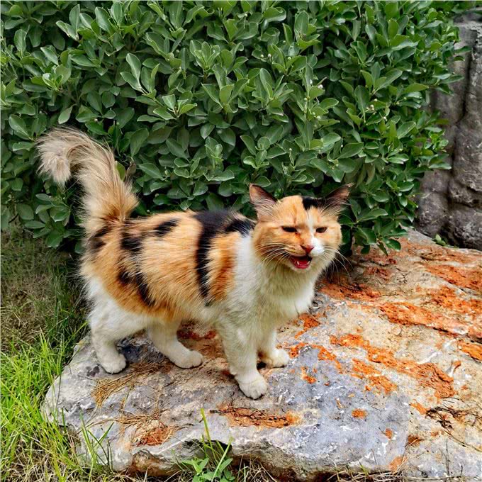 这几种猫，旺财又旺家，照着养准没错!