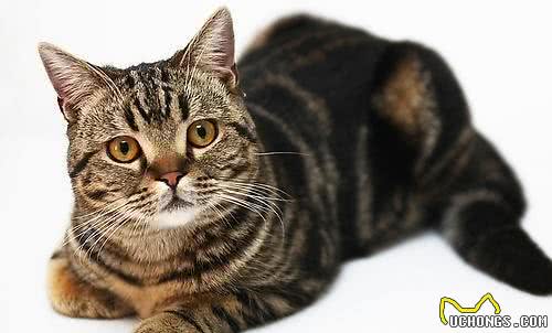 世界名猫—美国短毛猫（美短）
