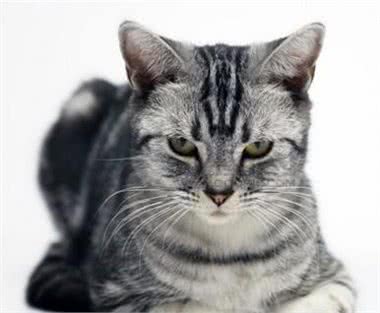 世界名猫—美国短毛猫（美短）