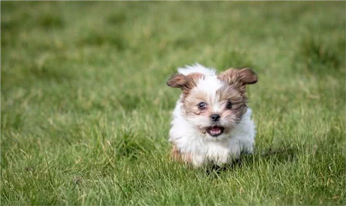 世界上10种最可爱的泰迪熊犬种，你喜欢哪一种?