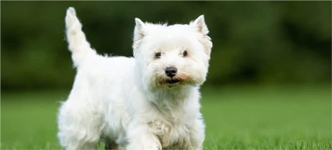 世界上10种最可爱的泰迪熊犬种，你喜欢哪一种?