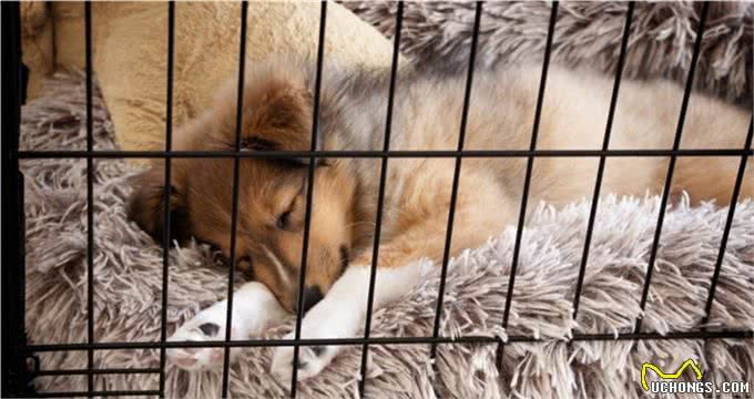 世界上10种最可爱的泰迪熊犬种，你喜欢哪一种?