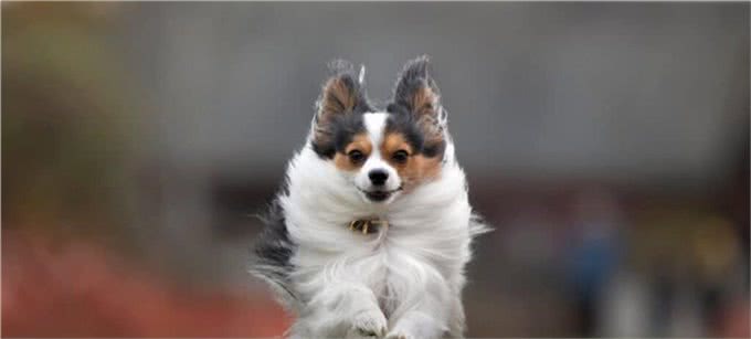 世界上10种最可爱的泰迪熊犬种，你喜欢哪一种?