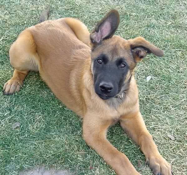 忠心勇敢的十大家庭护卫犬，有没有你喜欢的一款
