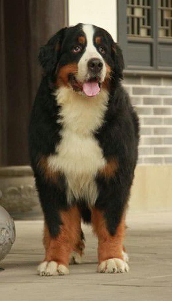 忠心勇敢的十大家庭护卫犬，有没有你喜欢的一款