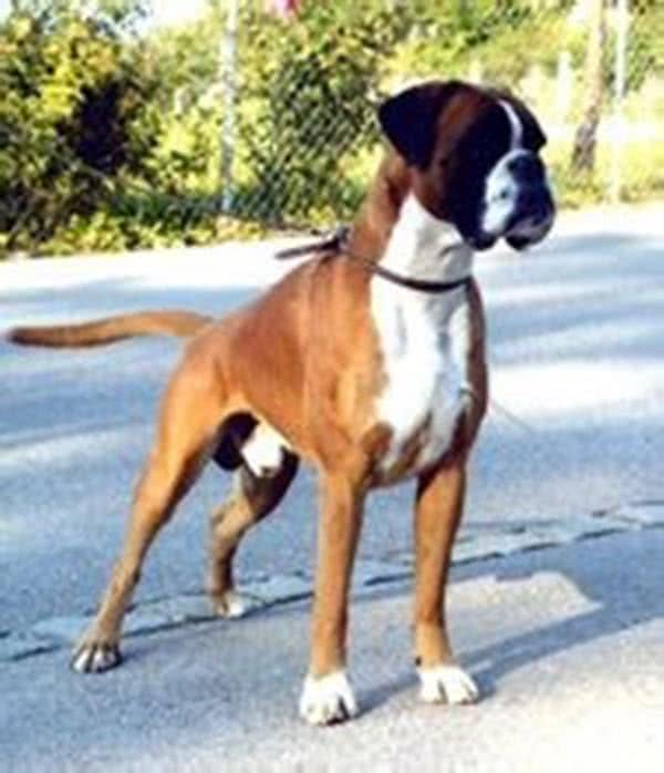 忠心勇敢的十大家庭护卫犬，有没有你喜欢的一款