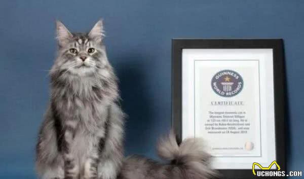 世界上最大的猫VS最小的猫