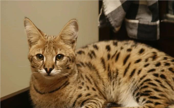 世界上最大的猫VS最小的猫