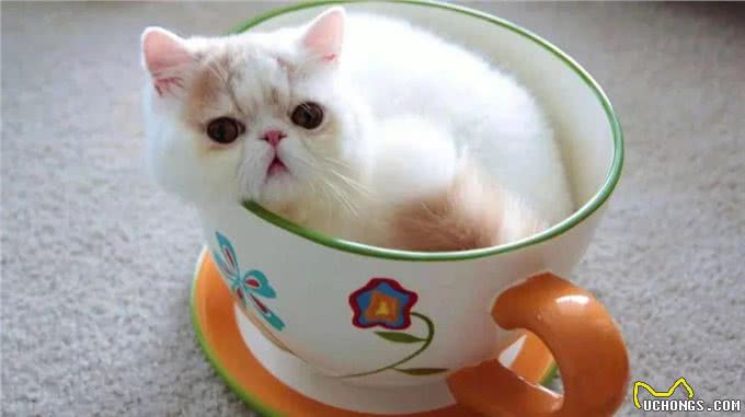 世界上最大的猫VS最小的猫