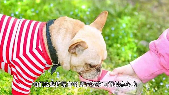 科学养狗之马上夏天了—养狗经验分享