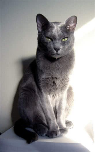 每日一读:猫咪品种—科拉特猫