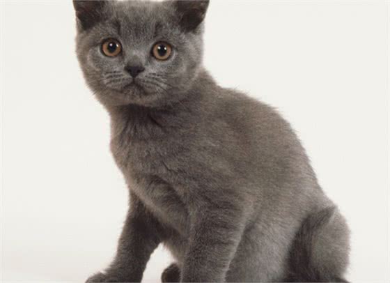 每日一读:猫咪品种—科拉特猫