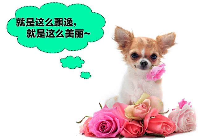 狗子梳毛看似容易，实际里面有很大的学问