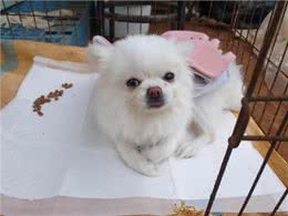 博美犬被遗弃在深山里，四肢瘫痪无法动弹：也曾是谁家的小可爱