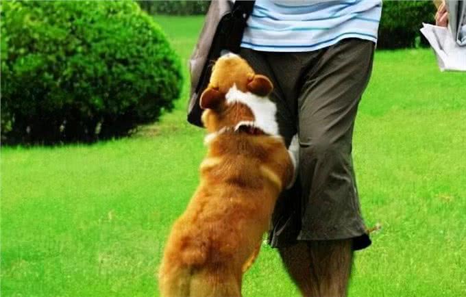 狗狗这10种肢体语言，原来是这个意思