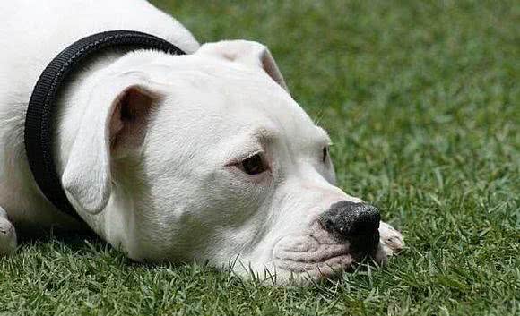 美国流行的斗犬血系介绍
