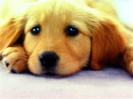 一开始还以为狗狗是感冒，原来是犬瘟热，应该怎样治疗?