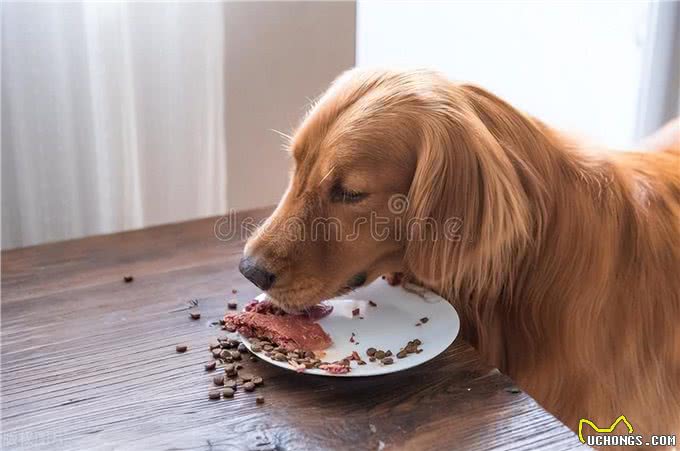 想要猫狗毛发柔顺，靠这5大食材照顾皮肤!