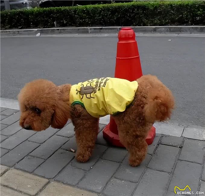 十大常见的狗狗外号，有您的狗狗吗?