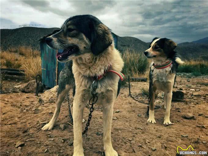 你知道吗?这个犬号称是中国恶霸犬，战斗时会与猎物同归于尽