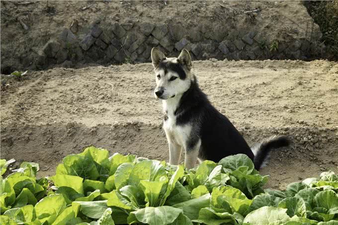 你知道吗?这个犬号称是中国恶霸犬，战斗时会与猎物同归于尽