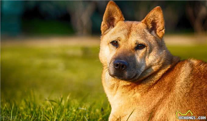 你知道吗?这个犬号称是中国恶霸犬，战斗时会与猎物同归于尽