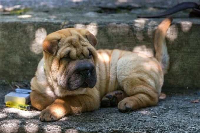 你知道吗?这个犬号称是中国恶霸犬，战斗时会与猎物同归于尽